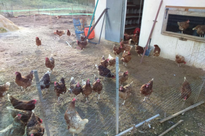 Las gallinas de Granja Monterrebollo caminan a sus anchas, de tal manera que no sufren estrés.-F.G.