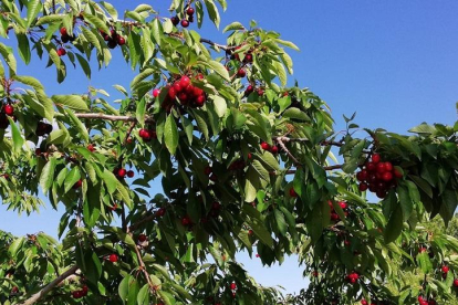 Imagen de la pasada campaña en el municipio vallisoletano, en la que pueden verse las cerezas en el árbol.-AYTO. PIÑEL DE ABAJO