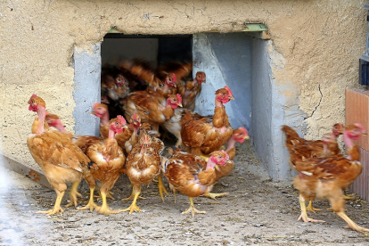 Pollos de corral salen a toda prisa de su gallinero en una granja de avicultura ecológica ubicada en la localidad vallisoletana de Aldea de San Miguel. E. M.