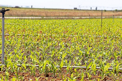 Una plantación de maíz en la municipio leonés de Sahagún.-ICAL