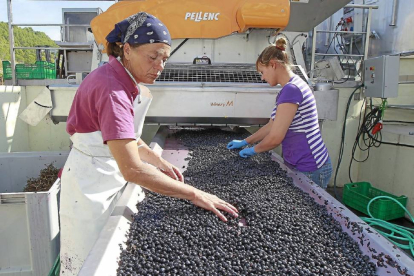 Dos operarias revisan ayer la uva de variedad tempranillo para retirar las bayas que no sean de óptima calidad.-J.M. Lostau