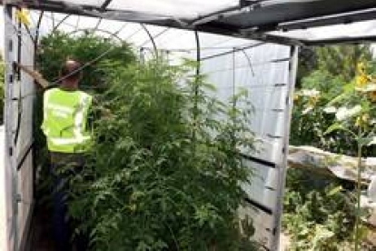 La Guardia Civil inacauta en Villamuriel (Palencia) 112 plantas de marihuana con un peso de 183 kilos-Ical