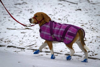 Un perro neoyorquino preparado para las bajas temperaturas de Juno. CARLO ALLEGRI | REUTERS