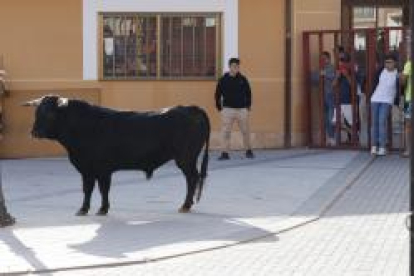 Encierro este domingo en Traspinedo. -PHOTOGENIC