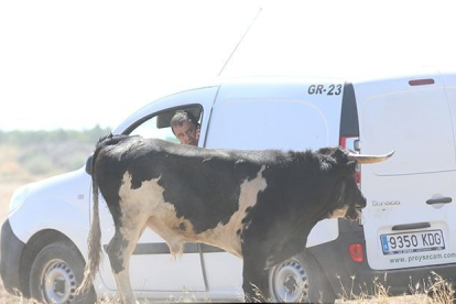 Rescate del toro que se escapó de un encierro de Serrada. -AYUNTAMIENTO SERRADA / JACINTO NAVAS