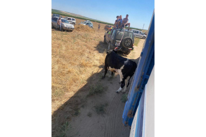 Rescate del toro que se escapó de Serrada. -AYUNTAMIENTO DE SERRADA/JACINTO NAVAS