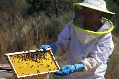 Una empleada muestra un panal de abejas repleto de miel-Ical