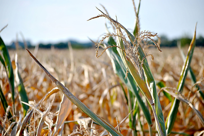 Cultivo de cereal deteriorado por la sequía. PQS / CCO