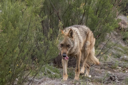 Imagen de archivo de un lobo ibérico en la provincia de Zamora.-ICAL