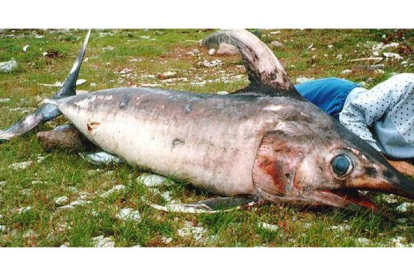 Imagen de archivo de un pez espada capturado en las costas de Letonia.-Foto: REUTERS