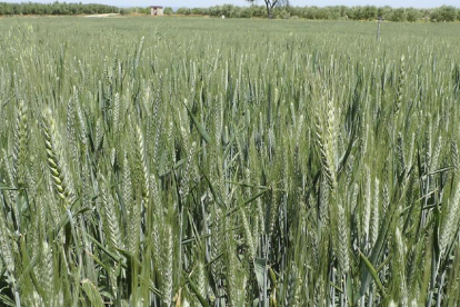 Campo de tritordeum en Castilla y León, una nueva alternativa de cultivo y de negocio de Cecosa.-CECOSA