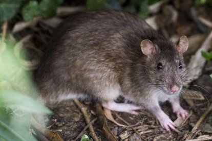 Una de las ratas que se asoman al parque de la Ciutadella.-JORDI COTRINA