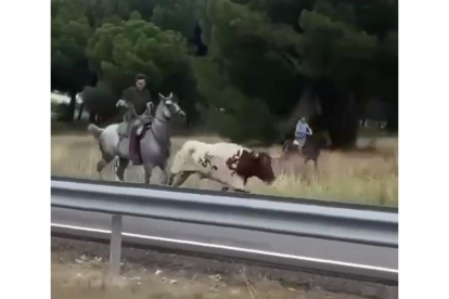 Un buey se pasea por la autovía en Valladolid. E.M.