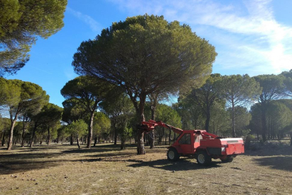 Máquina vibrando el árbol en el Monte Arena de Portillo durante esta última campaña.-S.T.M.A