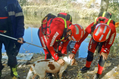 El perro junto a sus rescatadores tras ser sacado del río.-E. M.