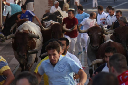Novillos de la ganadería El Canario, de Fuenteguinaldo (Salamanca), en el segundo encierro en Cuéllar (Segovia)-Ical