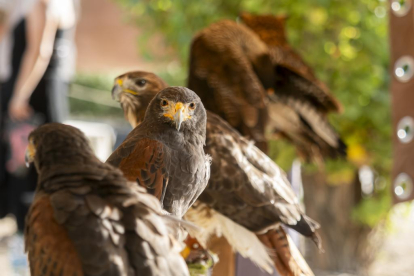 Aves rapaces expuestas en el primer día del III Mercado Medieval de Arroyo de la Encomienda. -PHOTOGENIC