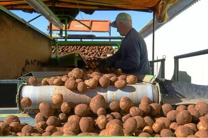 Un agricultor recogiendo patatas en la provincia burgalesa, en una campaña anterior.-ICAL