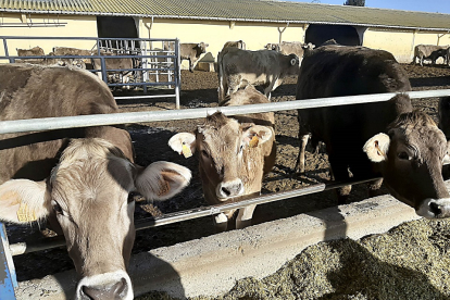 Tres vacas se alimentan en un pesebre en una explotación de vacuno de carne en la provincia de León. | DIP. LEÓN