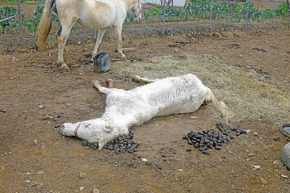 Estado en el que el Seprona encontró al caballo agonizante que murió después, y la yegua superviviente.-SEPRONA