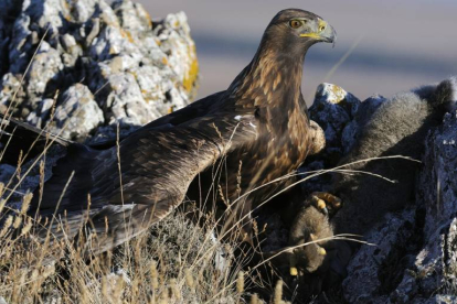 Un águila real que es una especie protegida, con un cnejo recién capturado en un paraje de Soria.-Valentín Guisande