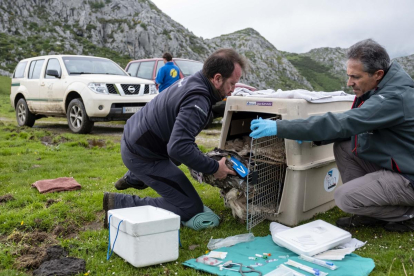 Gerardo Báguena, director de la Fundación para la Conservación del Quebrantahuesos, traslada un ejemplar al veterinario.-EL MUNDO