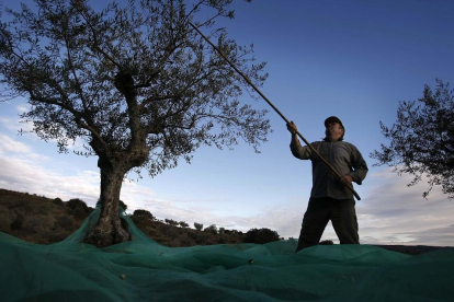 Un agricultor varea uno de los olivos en una plantación durante la recoleccción de la aceituna en la provincia de Salamanca.-ENRIQUE CARRASCAL