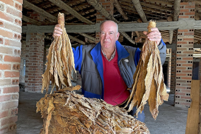 Félix Plaza, cultivador de tabaco, con las hojas secas de la plata listas para venderse, en su colgadero de Candeleda./ Argi Comunicación