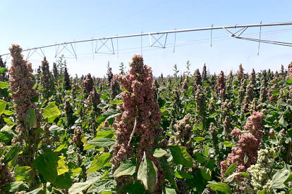 Plantas de quinoa en una explotación agrícola. Este cereal rico en proteínas es considerado ‘superalimento’ por la FAO desde 2013 - QUINOA DEL PÁRAMO