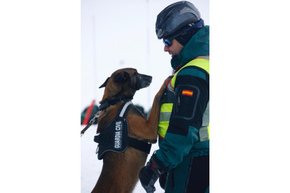 Karla, la perra jubilada de la Guardia Civil perdida en Valladolid. -E.M.