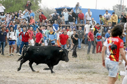 Torneo del Toro de la Vega en Tordesillas.-Pablo Requejo
