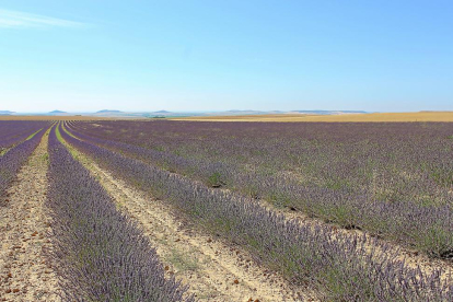 Campos de lavanda en flor en el término municipal de Tiedra.-M. CALLEJA