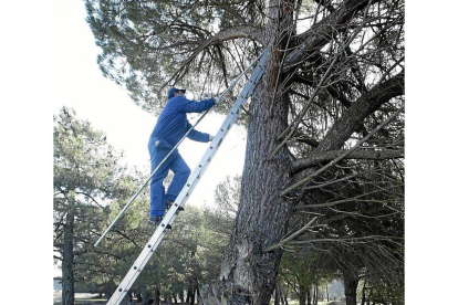 Un hombre sube al árbol para recoger piñas en Pedrajas de San Esteban-Ical