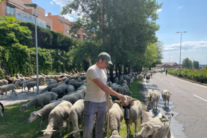 Rebaño de ovejas pasando por Valladolid.- E.M.