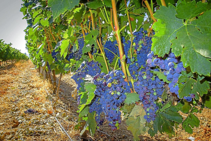 Imagene de unos viñedos de la Denomicación de Origen Ribera de Duero.