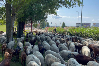 Rebaño de ovejas pasando por Valladolid.- E.M.