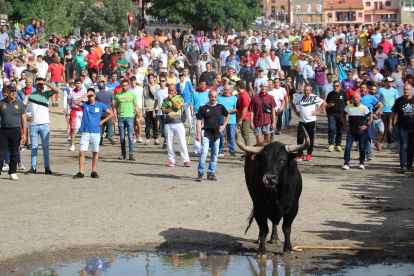 Celebración del Toro de la Vega en Tordesillas.- E. M.