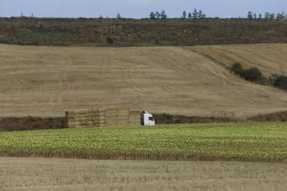 Un camión se lleva una carga de paja junto a un campo de girasoles en la comarca burgalesa de La Bureba. / RAÚL OCHOA