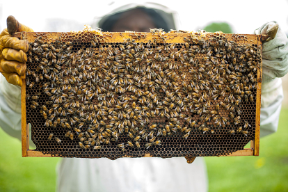 Un apicultor muestra uno de los panales de una colmena de abejas. E. M. / CCO