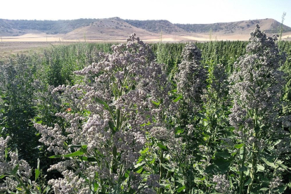Un campo de quinoa en la provincia palentina durante los últimos coletazos de la campaña.-ITAGRA