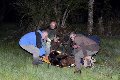 Rescatado un oso herido en Palacios del Sil (León) que se recuperará en un centro de Cantabria-ICAL