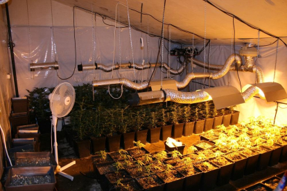 Plantación de marihuana intervernida por la Guardia Civil.-ICAL