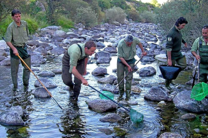 Agentes medioambientales realizando una jornada de pesca eléctrica en un río regional.-LEONARDO DE LA FUENTE