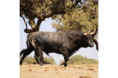 El toro 'Manjar', presa en el torneo del Toro de la Vega.