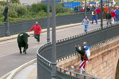 Dos aficionados se cuelgan ayer de la barandilla del puente de Tordesillas para evitar la embestida de ‘Pelado’.-JOSE C. CASTILLO