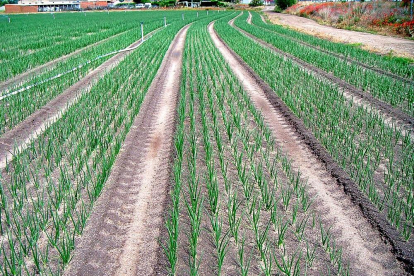 Plantación de cebollas en su estado vegetativo más vistoso, en una de las explotaciones de la Sociedad Agraria de Transformación Hormoba, con sede en la localidad abulense de Nava de Arévalo.-HORMOBA