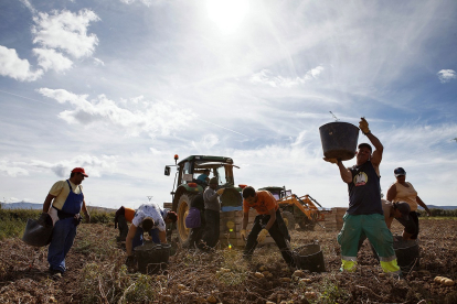 Un equipo de temporeros recoge patatas en una finca de la localidad soriana de Añavieja. / concha ortega / ical