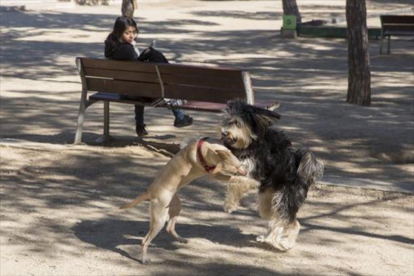 Dos perros sueltos juegan en un parque.-/ JOSEP GARCÍA