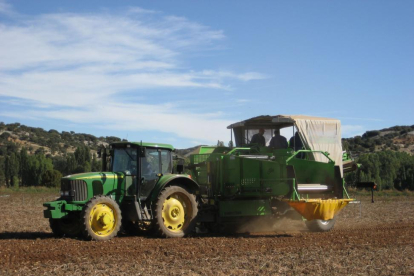 Varios agricultores trabajan en un campo de patata de la provincia de Burgos.-ICAL