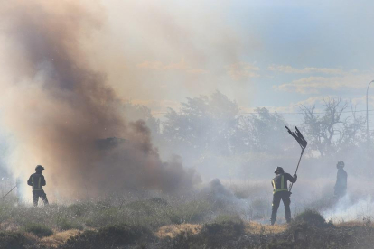 Un incendio provocado el jueves en Palencia por la quema intencionada de pelusas de chopo.-ICAL